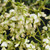 JAPANESE PAGODA TREE Sophora japonica