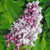 LILAC Syringa vulgaris (Nadezhda)