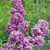 HYBRID LILAC Syringa vulgaris (Charles Joly)