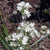 WHITE BRODIAEA Triteleia hyacinthina