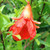 DWARF POMEGRANATE Punica granatum (Nana)