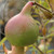 DWARF POMEGRANATE Punica granatum (Nana)