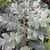 OREGON WHITE OAK Quercus garryana