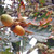 OREGON WHITE OAK Quercus garryana