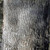 OREGON WHITE OAK Quercus garryana