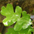 OREGON WHITE OAK Quercus garryana