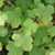 SZECHUAN BRAMBLE Rubus setchuenensis
