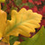 HERITAGE OAK Quercus  (Heritage)