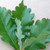 HERITAGE OAK Quercus  (Heritage)
