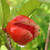 DOUBLE ORANGE POMEGRANATE Punica granatum (Double Orange)