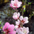 FROST PEACH (Prunus persica) "Frost"