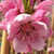FROST PEACH (Prunus persica) "Frost"