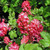 RED-FLOWERED CURRANT Ribes sanguineum (King Edward VII)