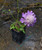 PINCUSHION Scabiosa columbaria Nova (Dew Drops)
