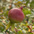 DWARF POMEGRANATE Punica granatum (Peppy Le Pom)