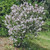 MISS KIM LILAC Syringa pubescens micro. (Miss Kim)