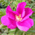 TOMATO ROSE Rosa rugosa