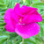 TOMATO ROSE Rosa rugosa