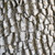 VALLEY OAK Quercus lobata