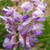 HARDY WISTERIA Wisteria macrostachya (Blue Moon)