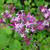 LILAC (Syringa red) "Red Pixie"