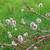 RED-FLOWERED PUSSY WILLOW Salix gracilistyla (Mt. Asama)