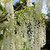 SNOW SHOWERS WISTERIA Wisteria floribunda (Shiro Noda)
