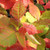 FRAGRANT SUMAC Rhus aromatica