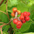 FRAGRANT SUMAC Rhus aromatica