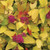ORANGE-LEAVED SPIREA  ORASpiraea japonica (Double Play Candy Corn)