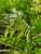 JAPANESE WISTERIA Wisteria floribunda (Geisha)