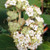 WILLOWOOD VIBURNUM Viburnum rhytidophylloides
