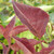 LILAC Syringa vulgaris (Prairie Petite)