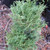 DWARF ARBORVITAE Thuja occidentalis (Tiny Tim)