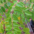 PURPLE WISTERIA (Wisteria frutescens) "Amethyst Falls"