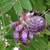 PURPLE WISTERIA (Wisteria frutescens) "Amethyst Falls"