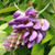 PURPLE WISTERIA (Wisteria frutescens) "Amethyst Falls"