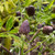 PURPLE WISTERIA (Wisteria frutescens) "Amethyst Falls"