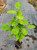 WESTERN SERVICEBERRY Amelanchier ainfolia