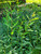 Purple Willow (Salix purpurea)