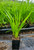 Blazing Star (Liatris spicata)