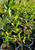 Golden Willow (Salix alba vitellina)