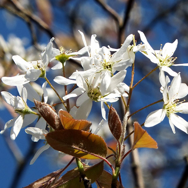ALLEGHENY SERVICEBERRY Amelanchier laevis