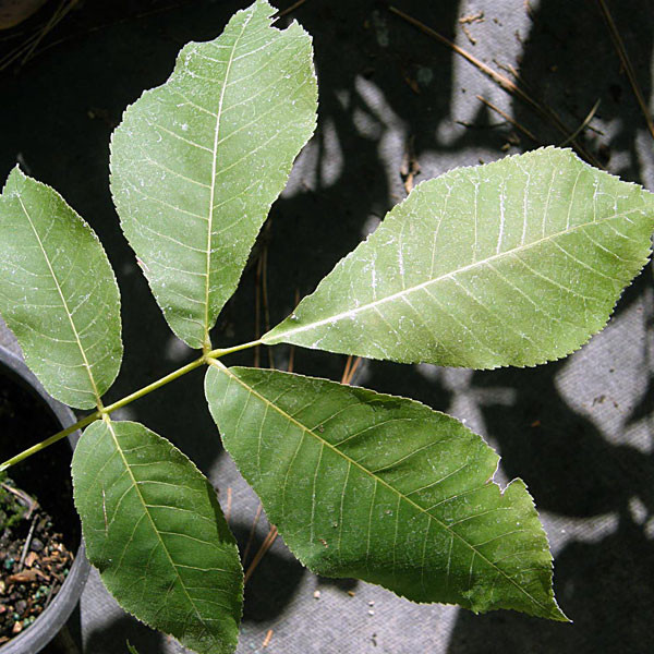 SHAGBARK HICKORY Carya ovata