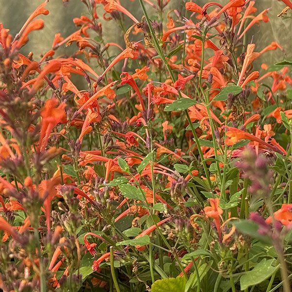 DWARF ORANGE HUMMINGBIRD Agastache  (Kudos Mandarin)