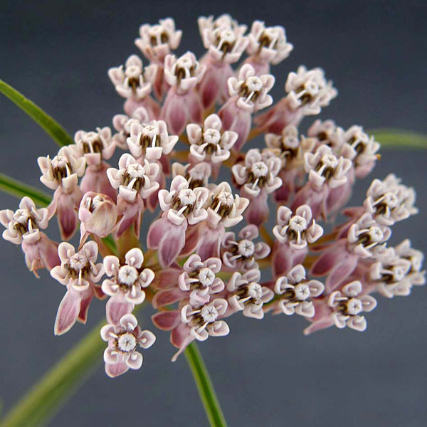 NARROW-LEAVED MILKWEED  Asclepias fascicularis