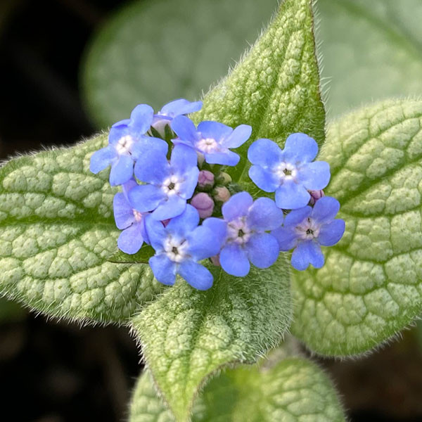 SIBERIAN BUGLOSS Brunnera macrophylla (Alchemy Silver)