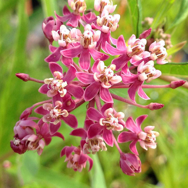 SWAMP MILKWEED Asclepias incarnata