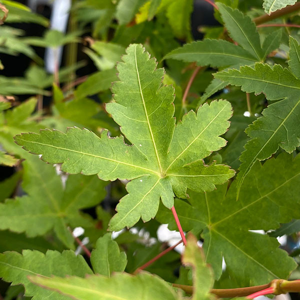 JAPANESE MAPLE Acer palmatum (Calico)