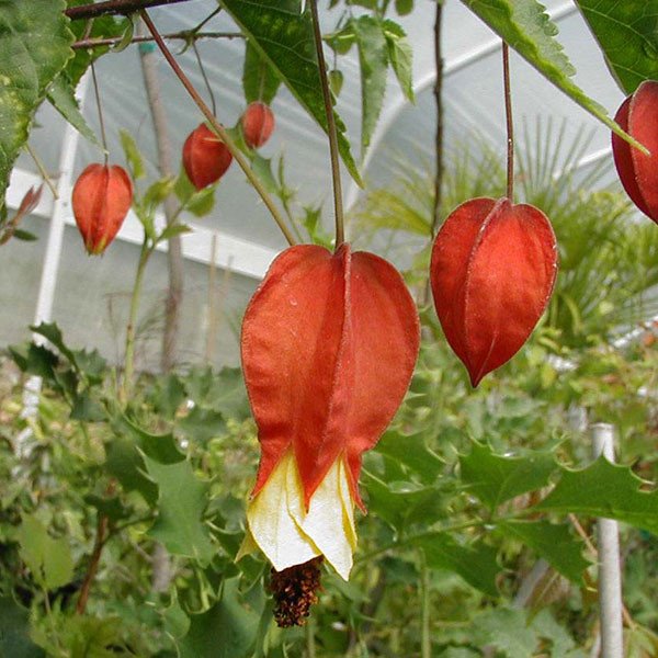 HARDY ABUTILON Abutilon megapotamicum (Kentish Belle)